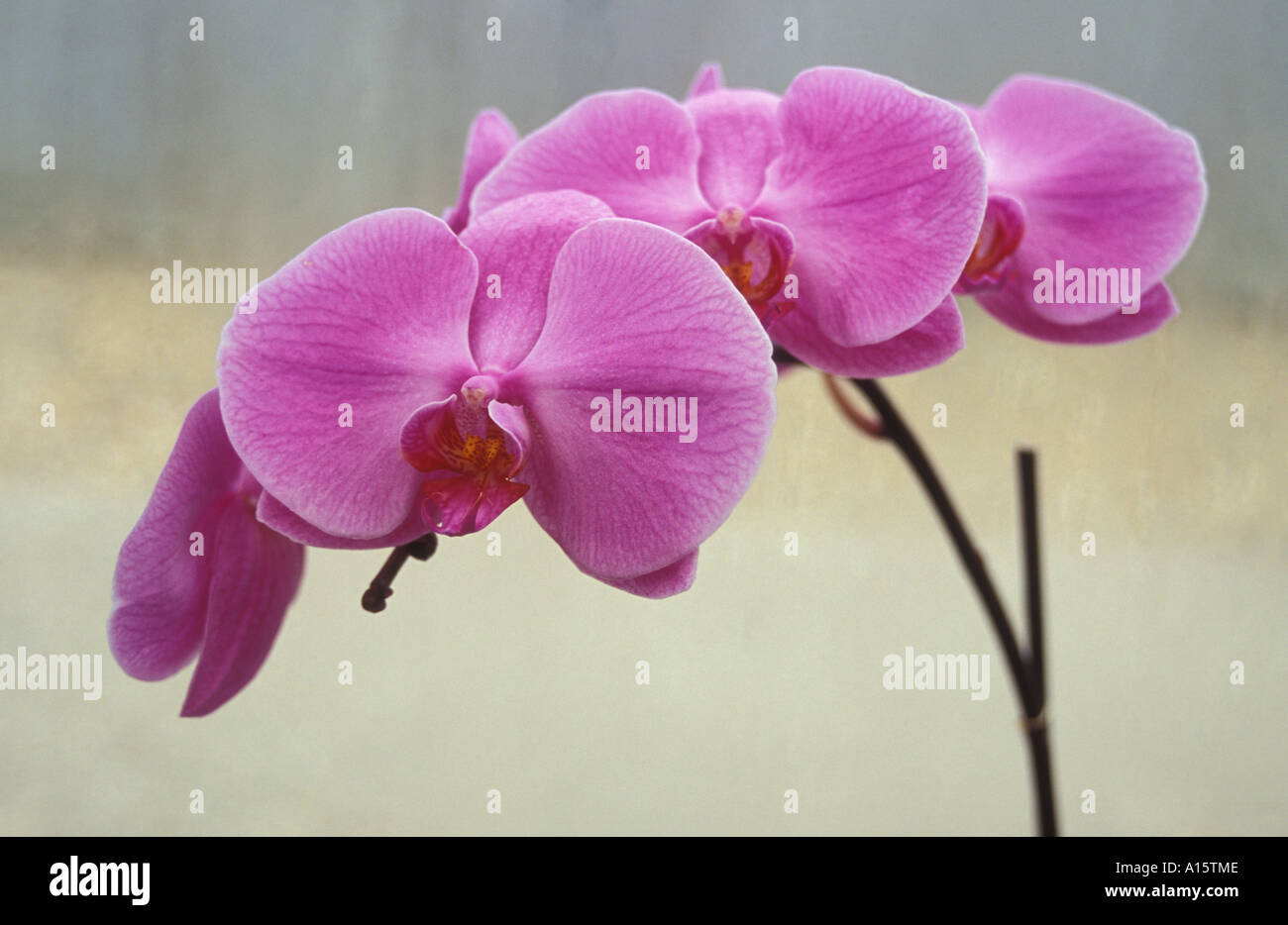 Orchid Phalaenopsis Hybrid Stock Photo