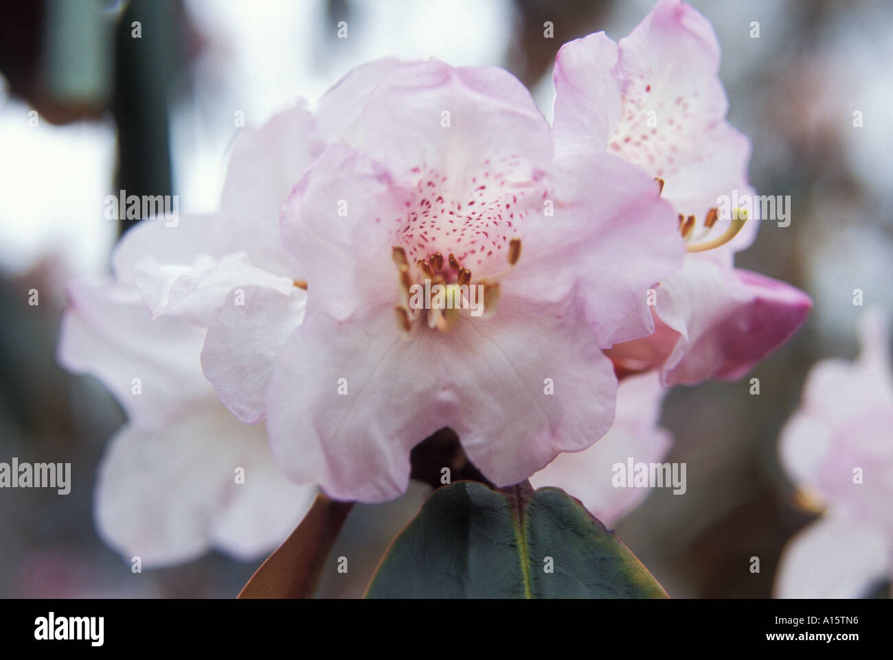 Rhododendron CAMPANULATUM Stock Photo