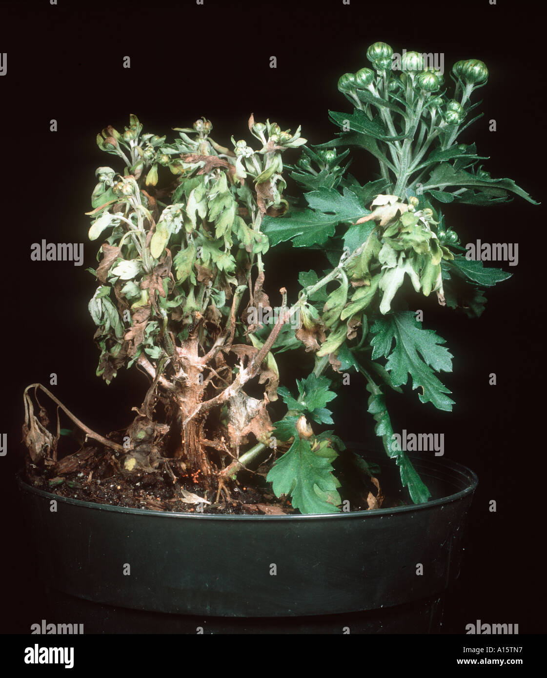 Stem rot (Athelia rolfsii) diseased Chrysanthemum pot plants Stock Photo