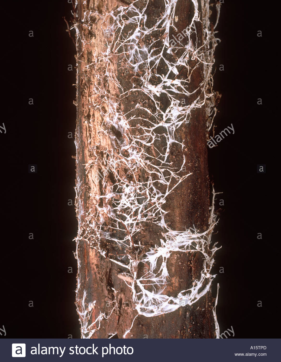 Rhizomorphs High Resolution Stock Photography and Images Alamy
