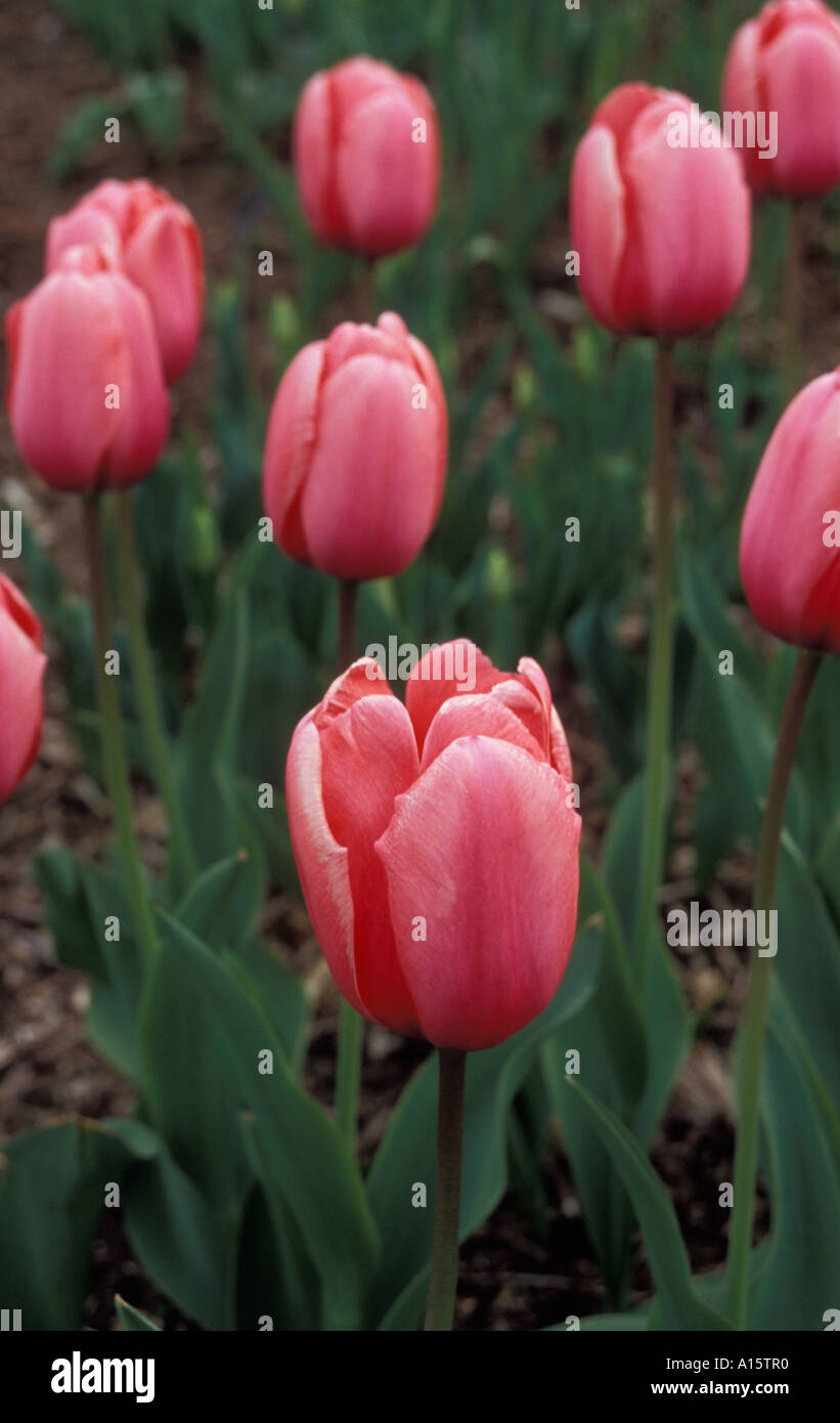 Tulipa PINK IMPRESSIONS Stock Photo
