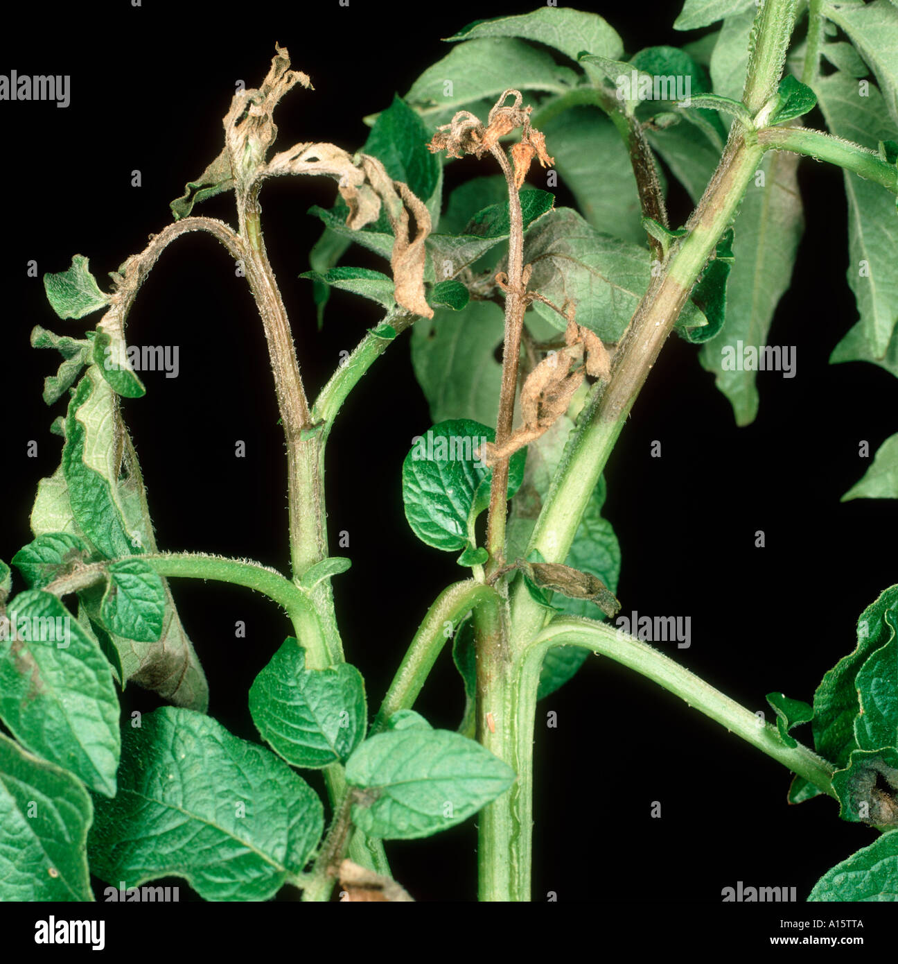 Potato late blight Phytophthora infestans on potato leaves and stem Stock Photo