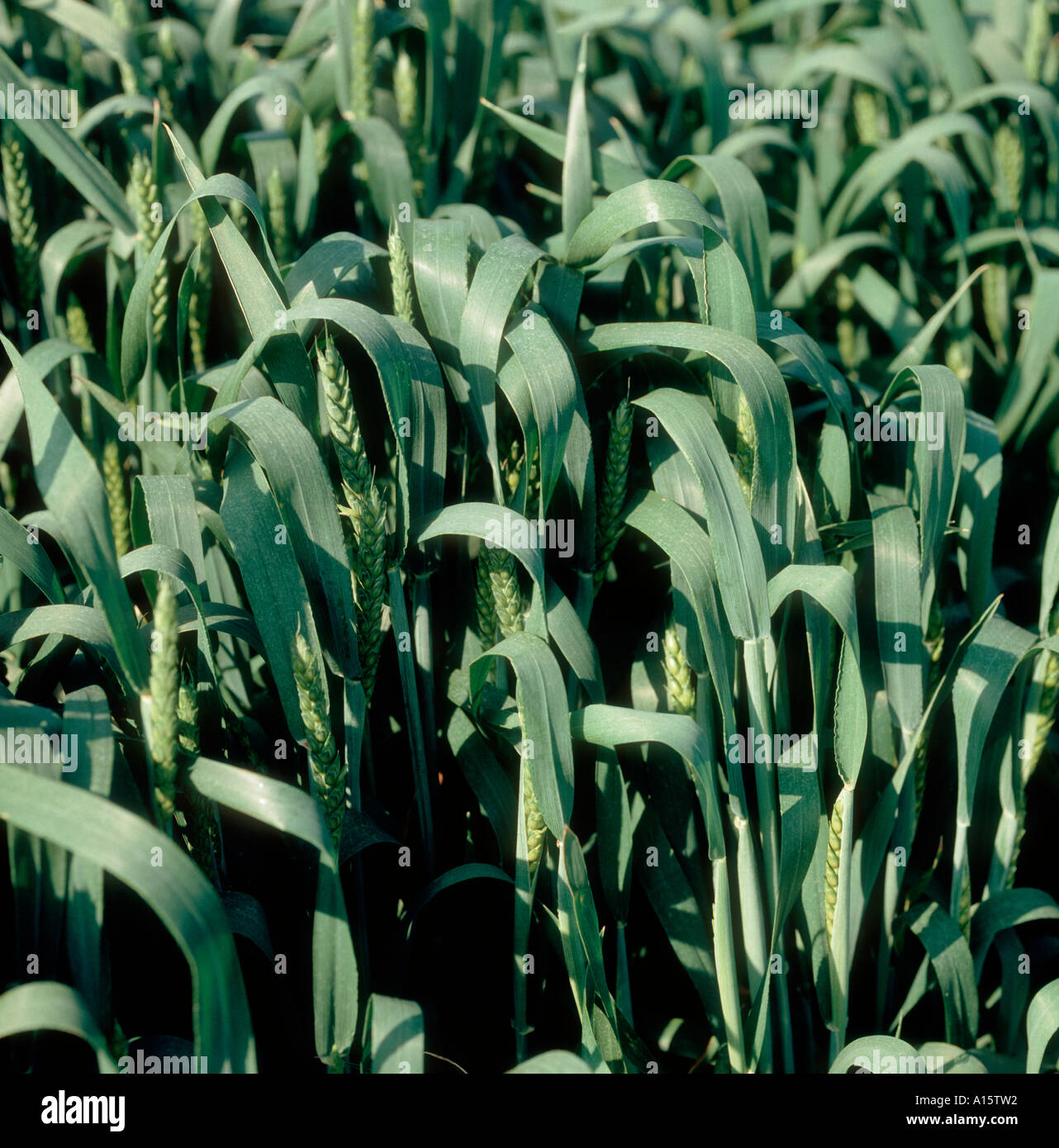 Wheat crop with ear emerging or in boot Stock Photo