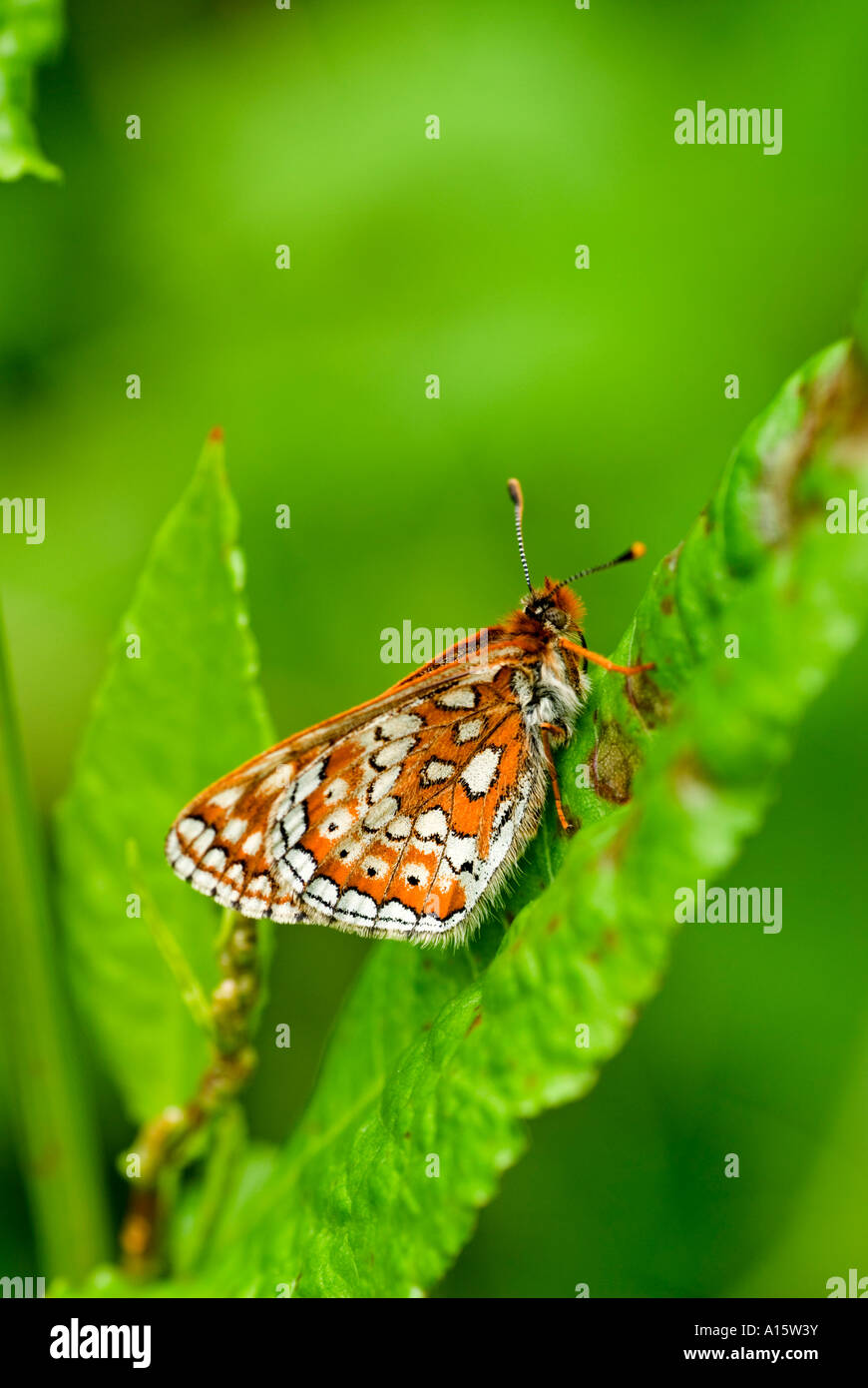 Marsh Fritillary (Eurodryas aurinia) Butterfly Stock Photo
