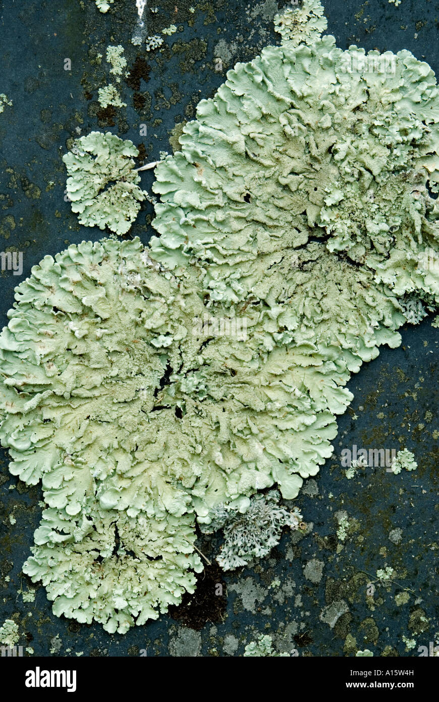 Lichen (Parmelia sp.), Devon, England, growing on gravestone Stock Photo