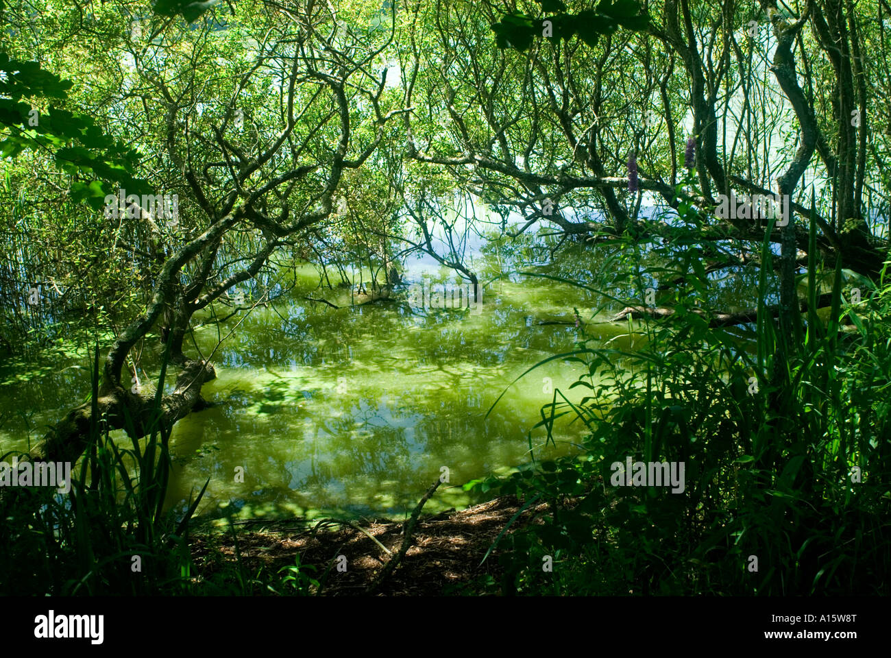 Reed swamp. Edge of reed bed at Slapton Ley Natonal Nature Reserve Devon England Stock Photo Alamy