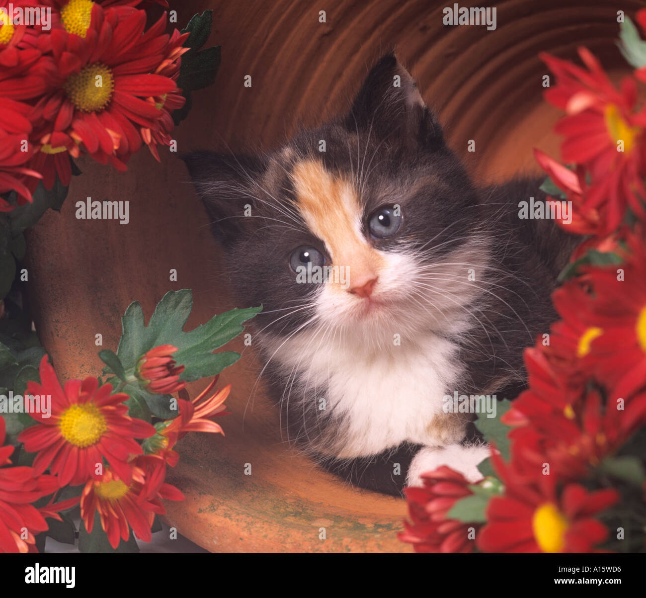 Tortoishell Kitten Hiding In Red Flowers Stock Photo