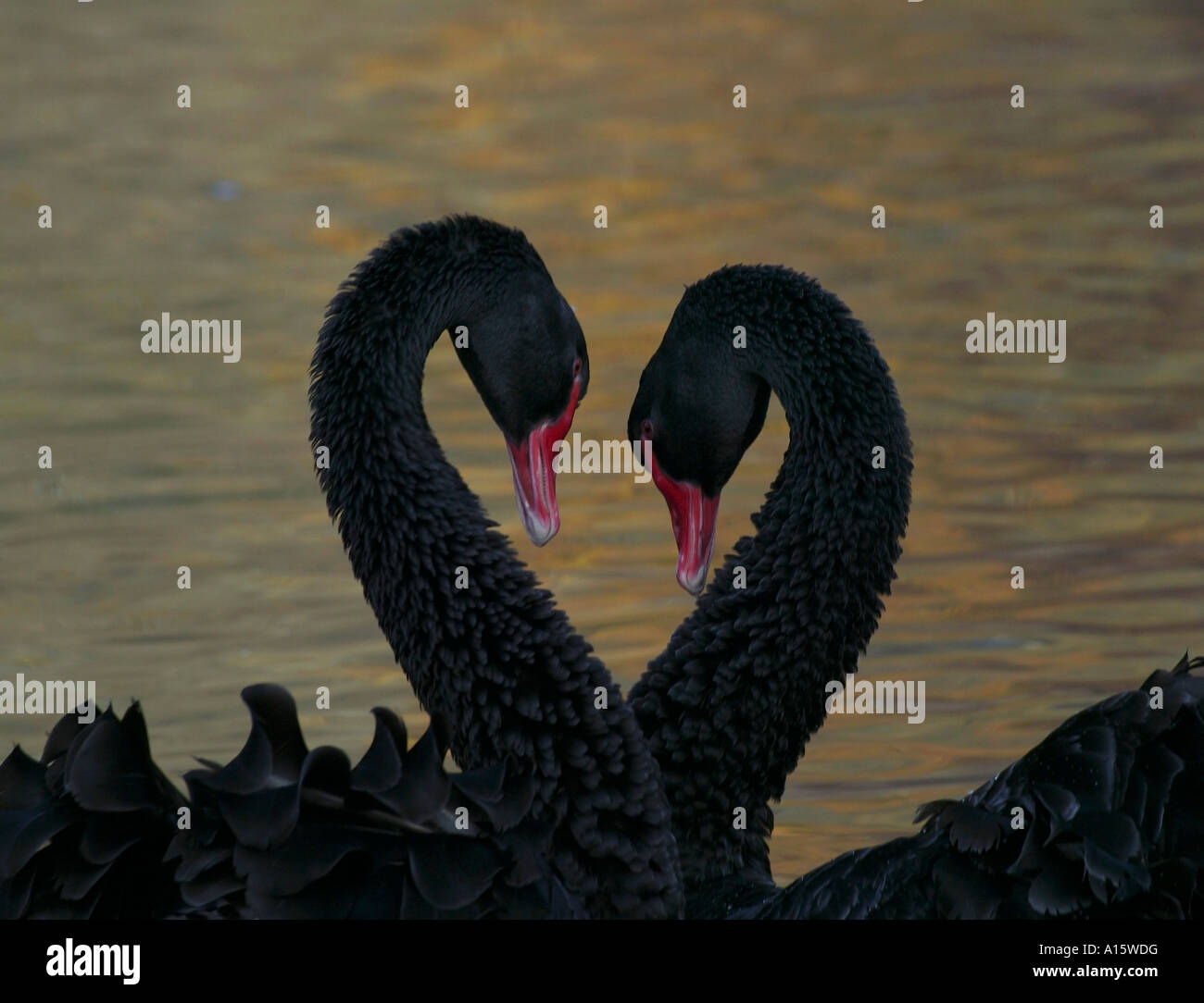 Pair of Black Swans (Cygnus atratus) in classic heart shape Stock Photo -  Alamy