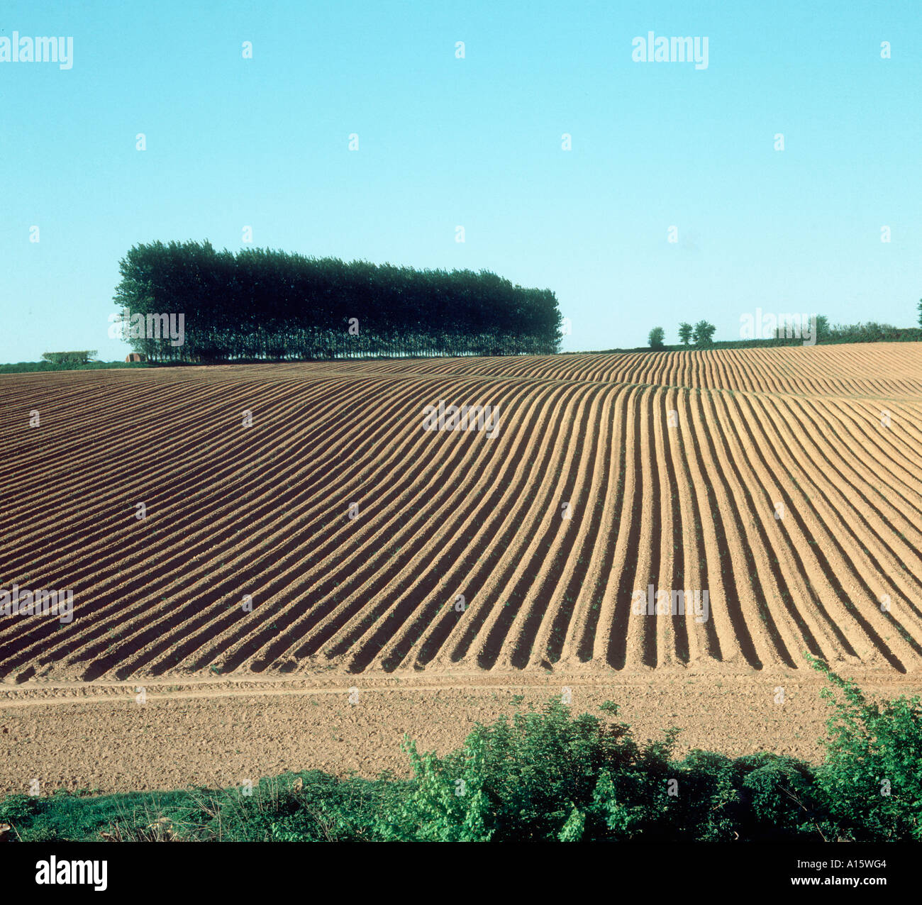 Ridges in a newly plant field of potatoes Somerset Stock Photo