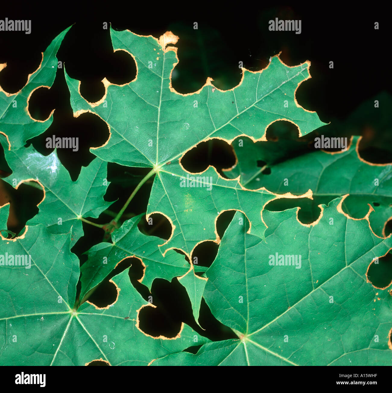 Centucularis hires stock photography and images Alamy