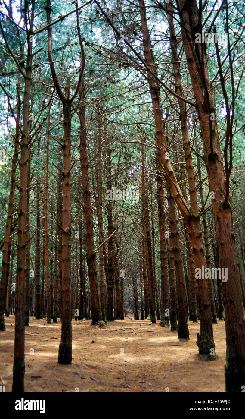 Pine forest near Kodaikanal in Tamil Nadu India Stock Photo - Alamy