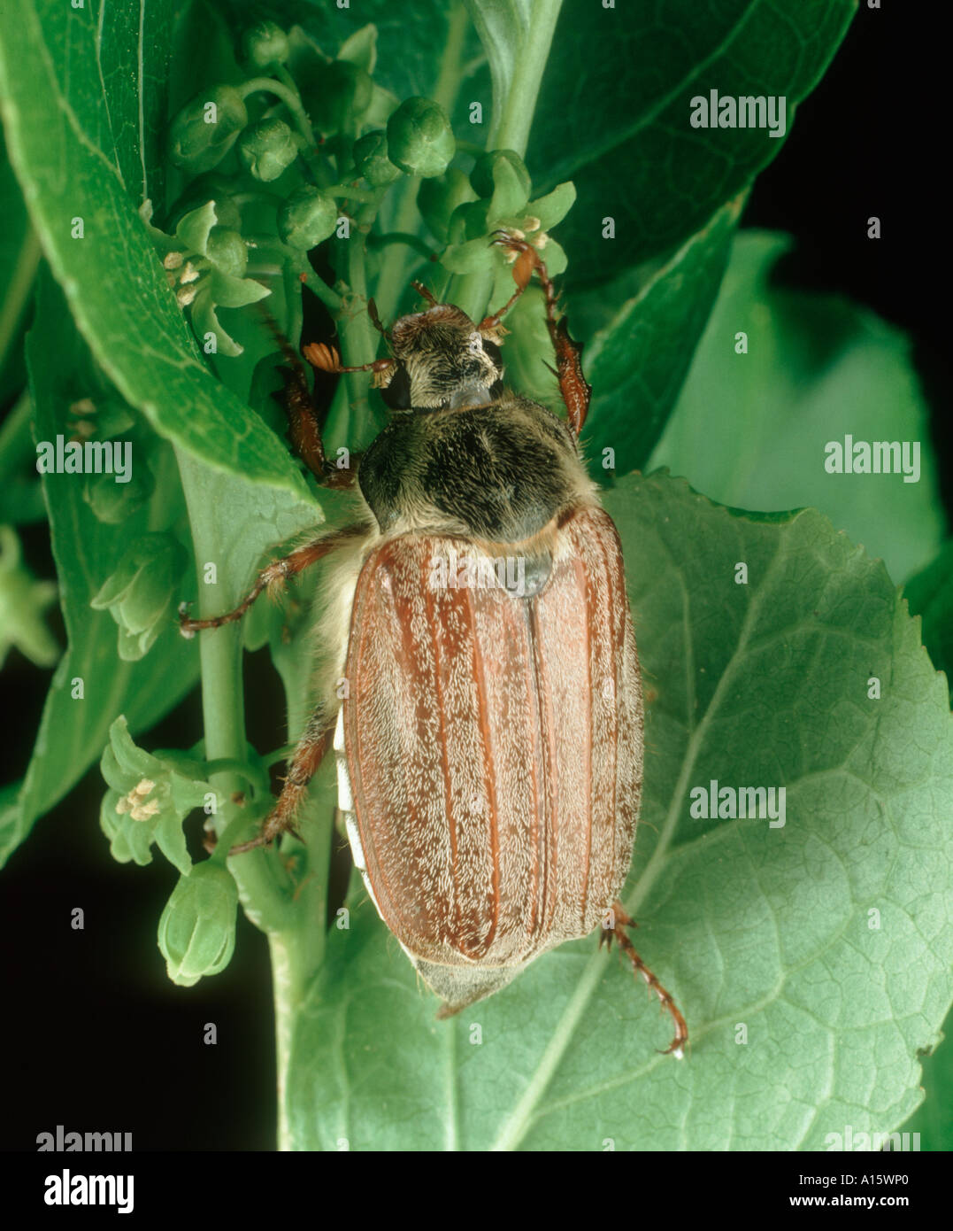 Adult cockchafer or may bug Melolontha melolontha adult Stock Photo
