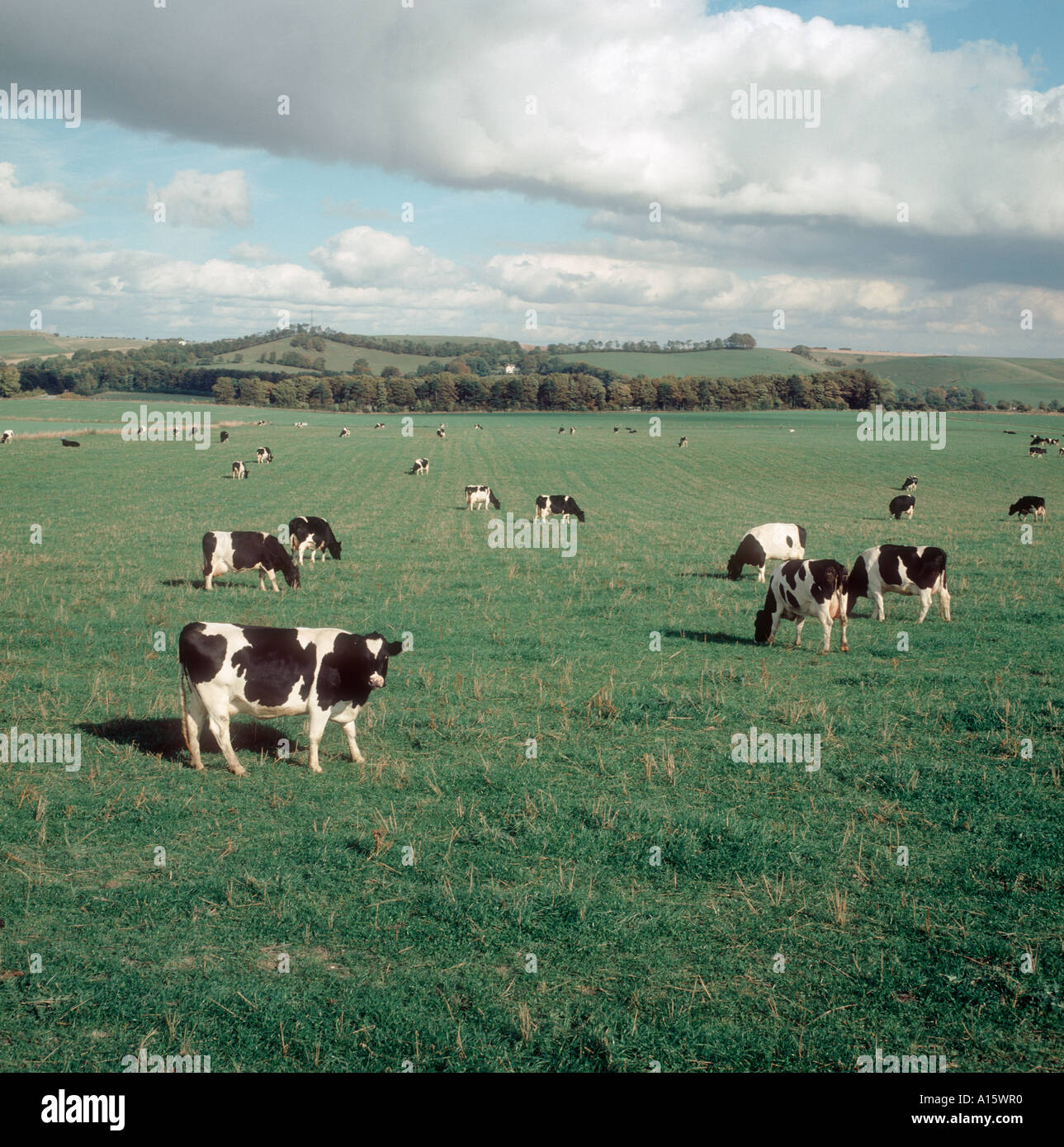 Dairy herd of Friesian x Holstein cows on large open pasture Stock Photo