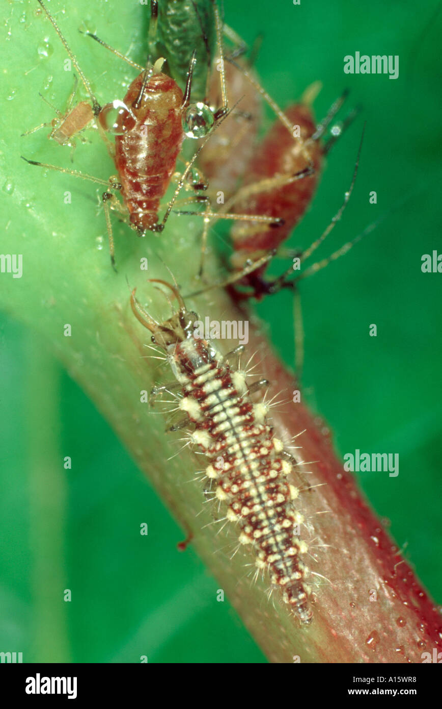 Common green lacewing Chrysoperla carnea larvae preying on rose aphids Stock Photo
