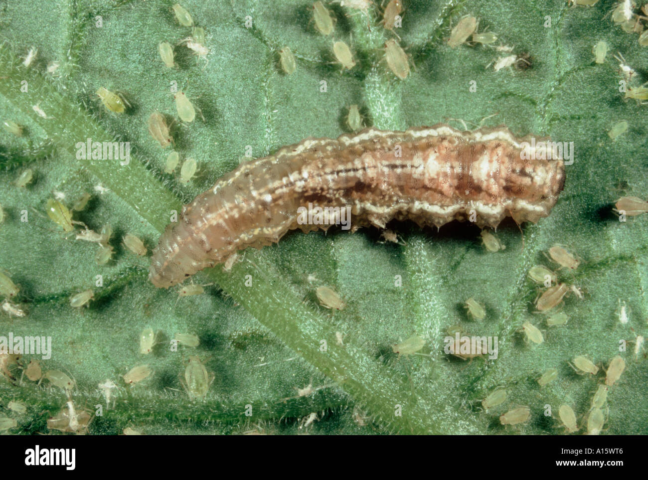 Marmalade hoverfly (Episyrphus balteatus) larva feeding on peach potato
