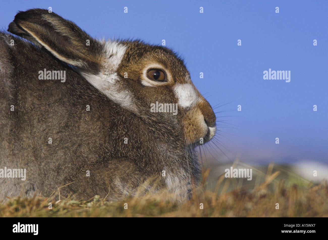 Mountain hare, Lepus timidus, aka arctic hare. Stock Photo