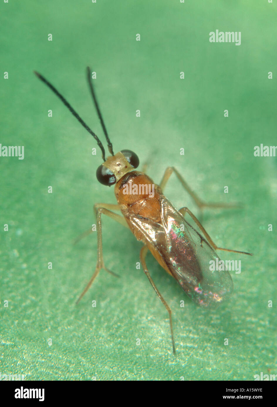 Encyrtid wasp Leptomastix dactylopii a mealybug parasitoid Stock Photo ...