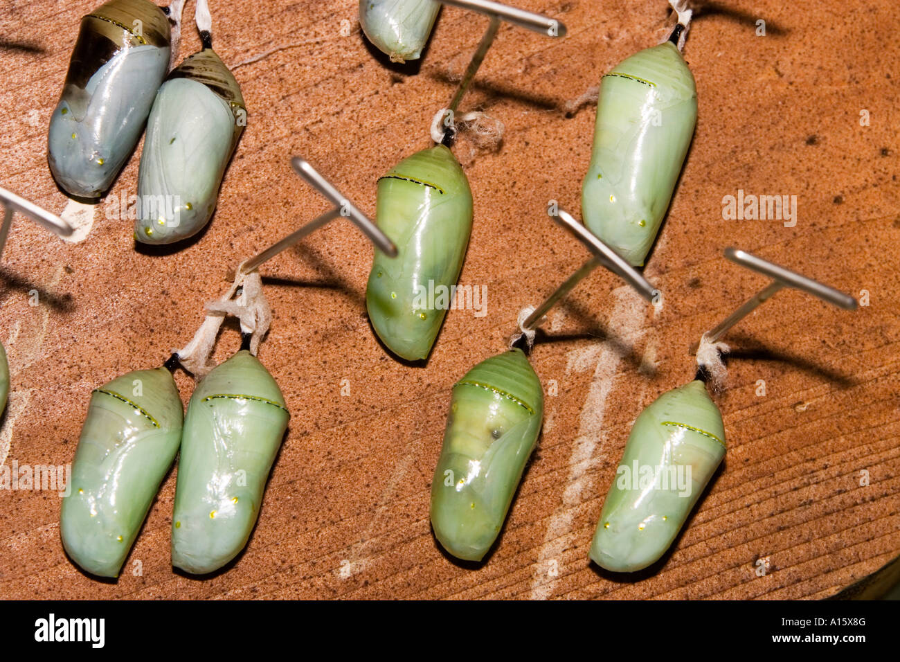 Chrysalis of the monarch butterfly Stock Photo Alamy