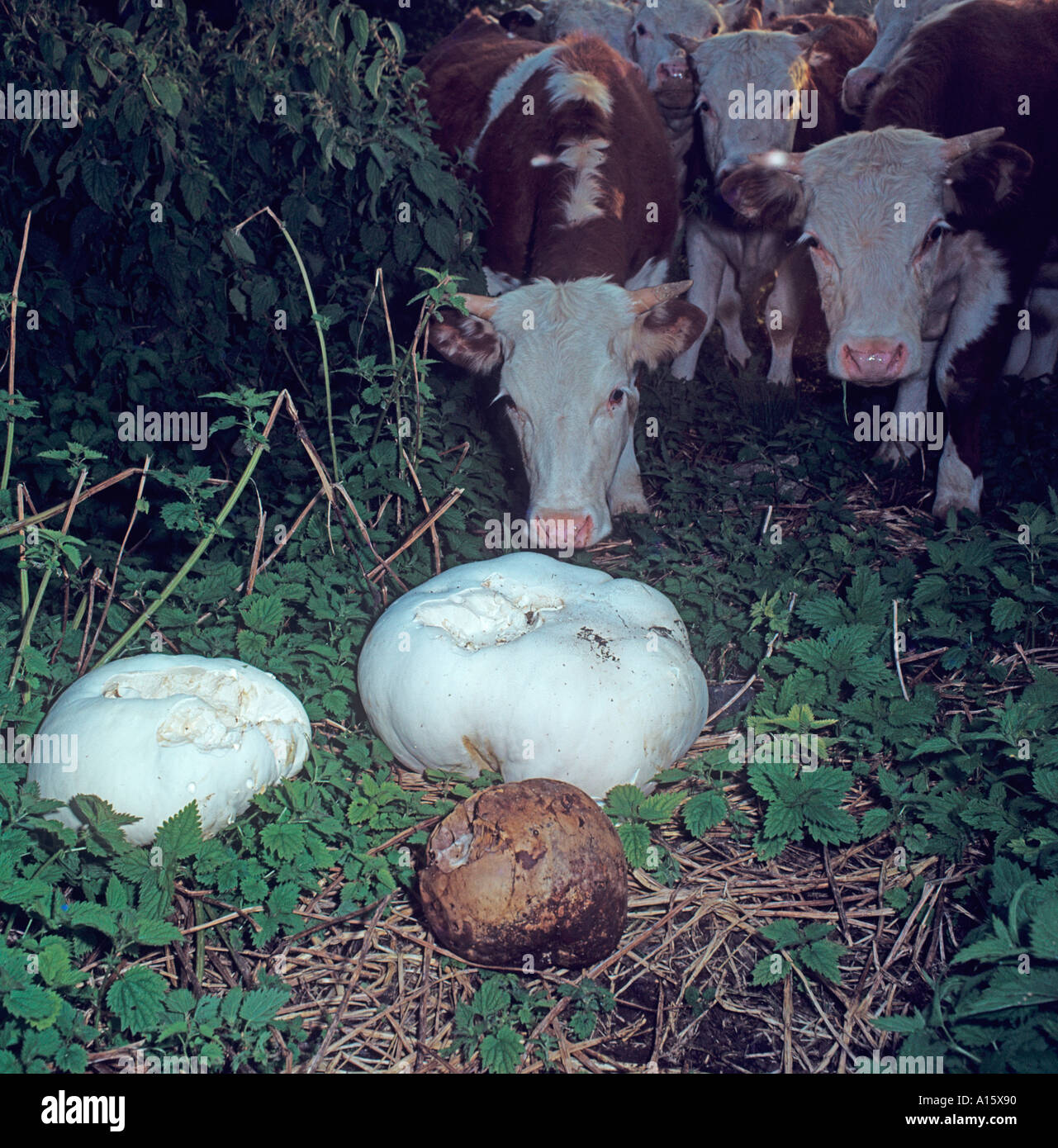 Cattle looking at Giant Puffballs in Chiltern Meadow Bucks UK June Stock Photo