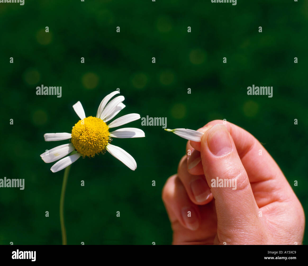 Loves Me Loves Me Not Pulling Petal Off A Daisy Stock Photo Alamy Loves Me Loves Me Not Pulling Petal Off A Daisy Stock Photo Alamy