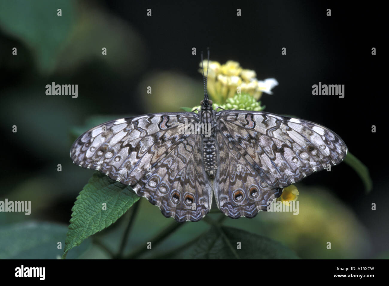 Pale Cracker butterfly Stock Photo