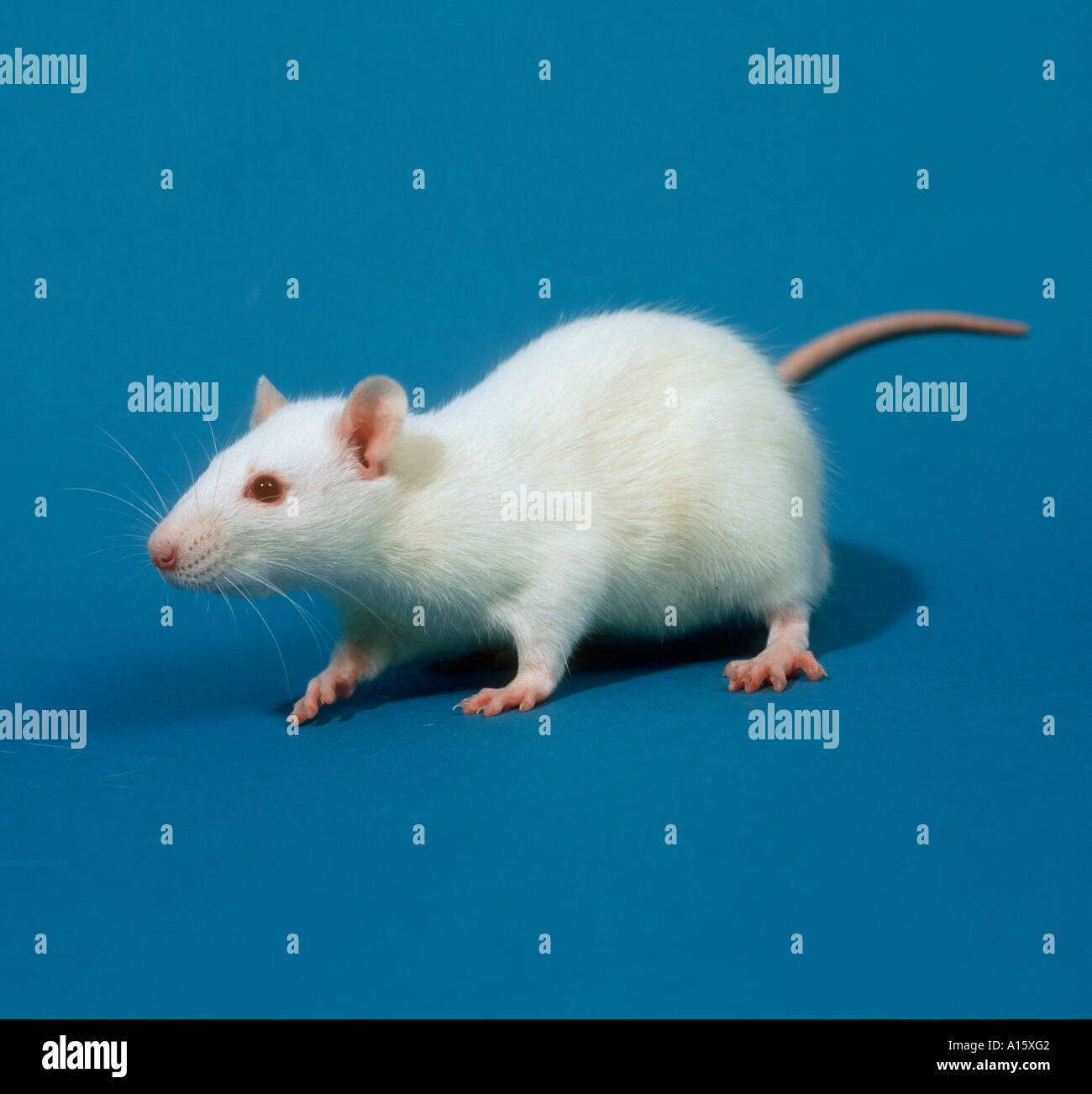 White laboratory rat breed Sprague Dawley bred for toxicology study Stock Photo
