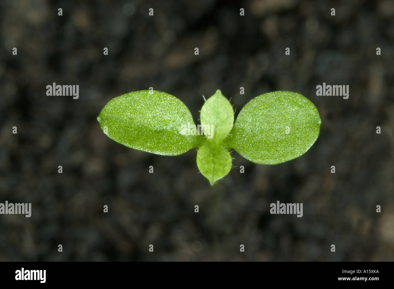 Common mouse ear Cerastium fontanum cotyledons and early true leaves Stock Photo