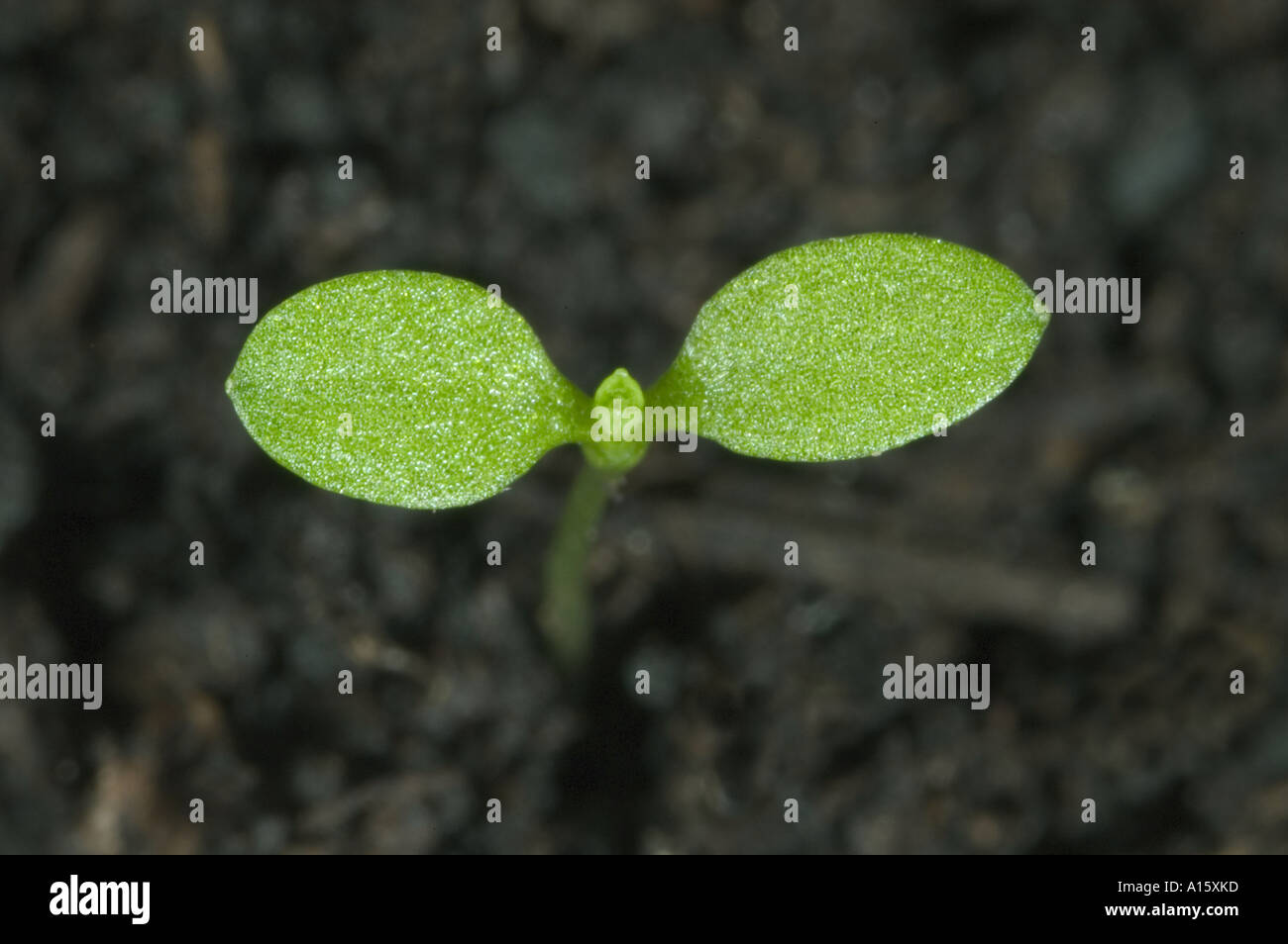 Common mouse ear Cerastium fontanum cotyledons only Stock Photo