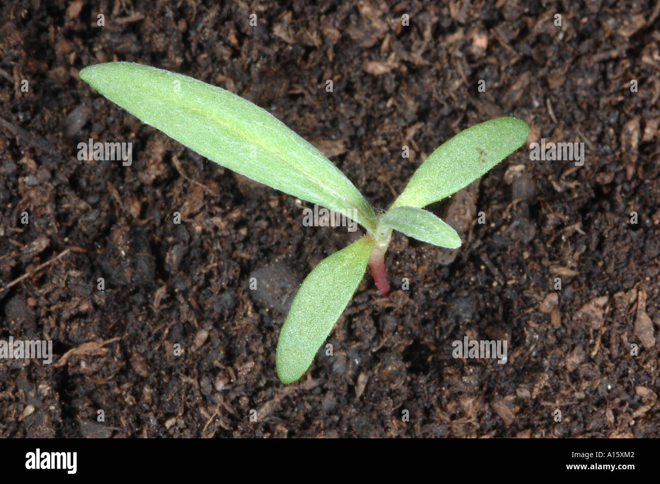 Pale persicaria, Persicaria lapathifolia, seedling with two true leasves developing Stock Photo
