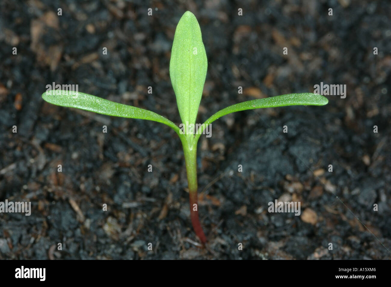 Knotgrass Polygonum aviculare seedling with first true leaf forming Stock Photo
