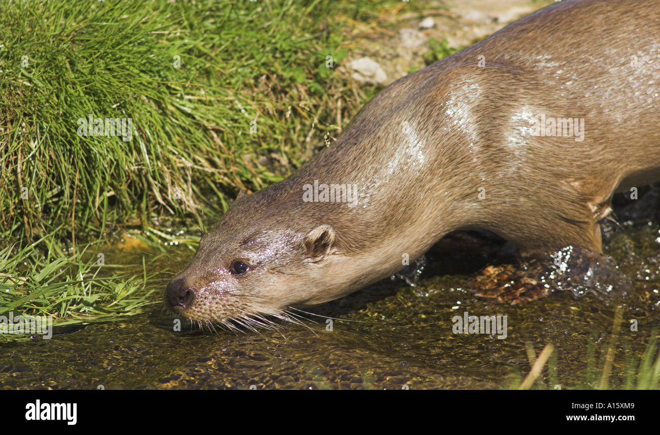 European otter, Lutra lutra, exploring along bank of a stream. Stock Photo