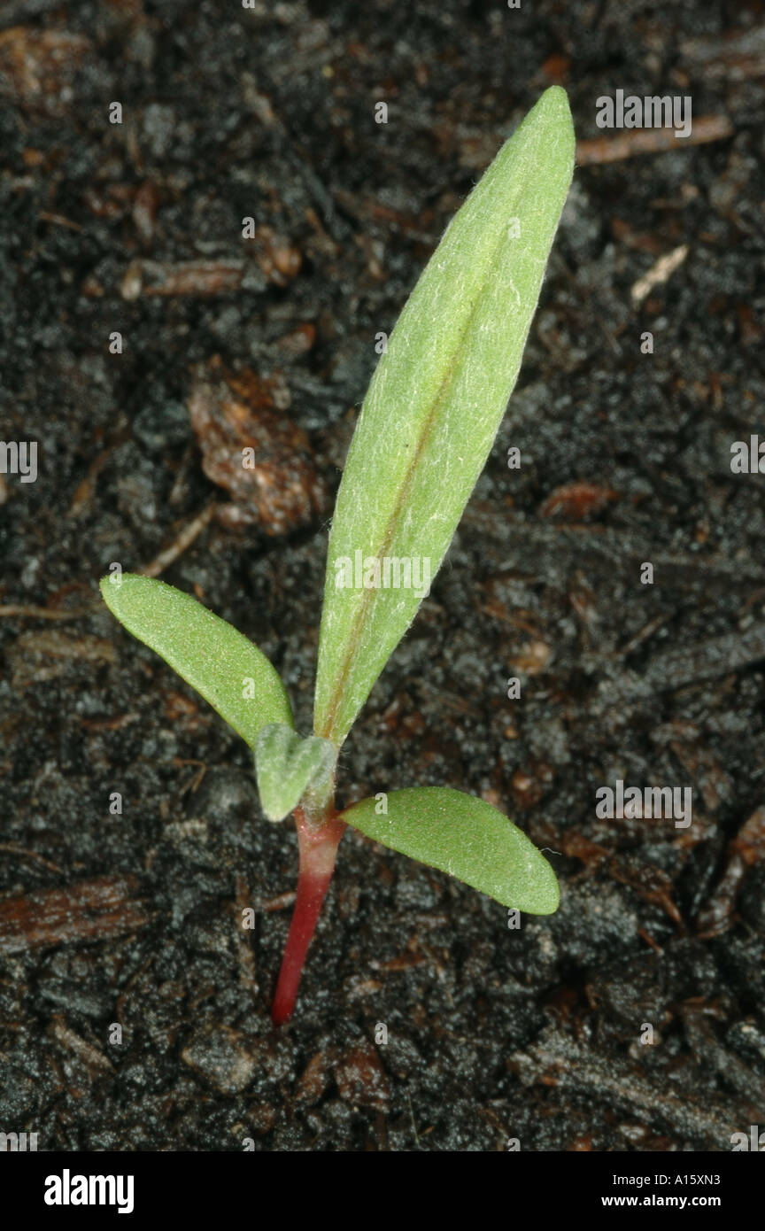 Pale persicaria, Persicaria lapathifolia, seedling with two true leasves developing Stock Photo