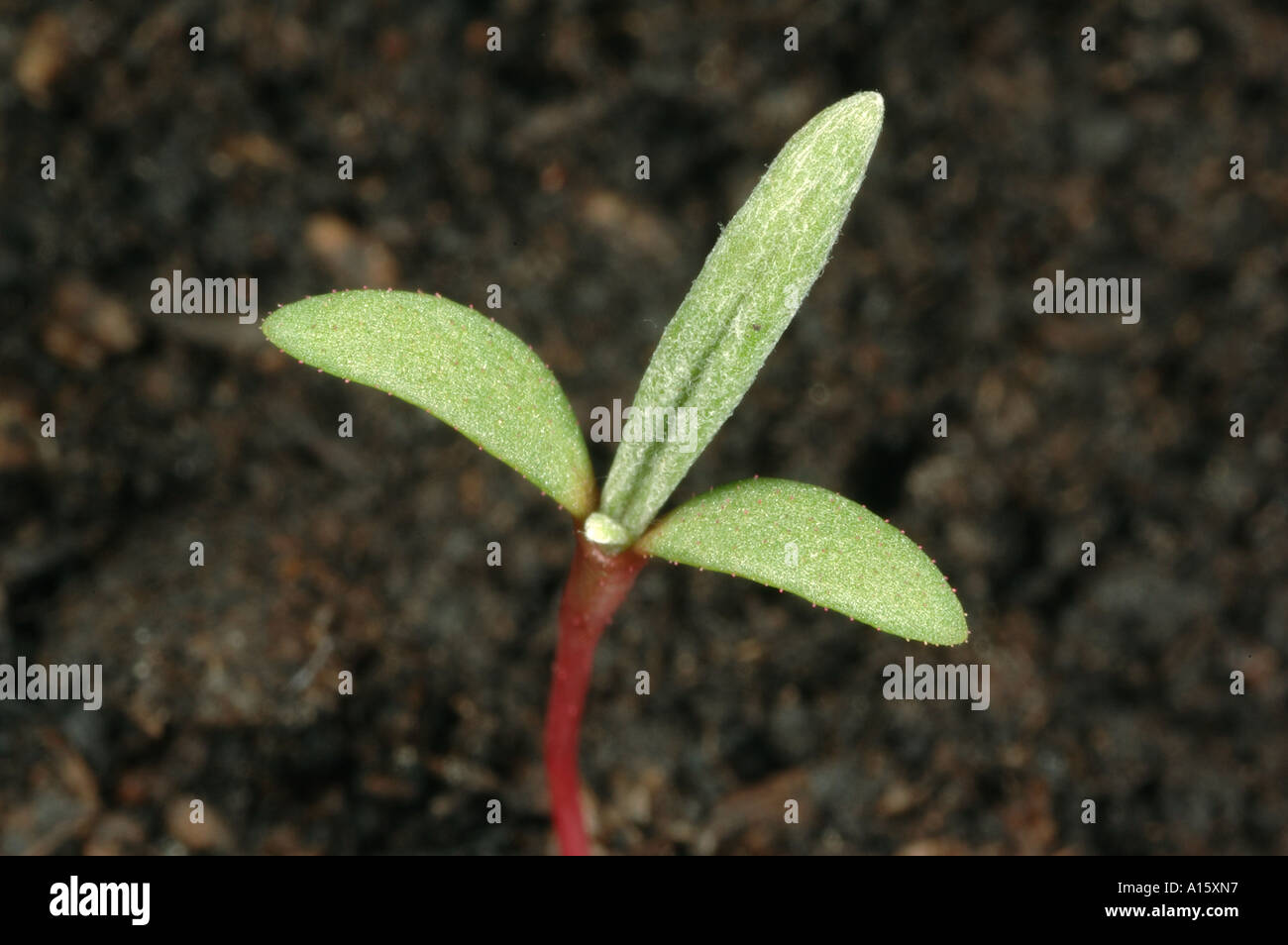 Pale persicaria, Persicaria lapathifolia, seedling with cotyledons and emerging true leaf Stock Photo