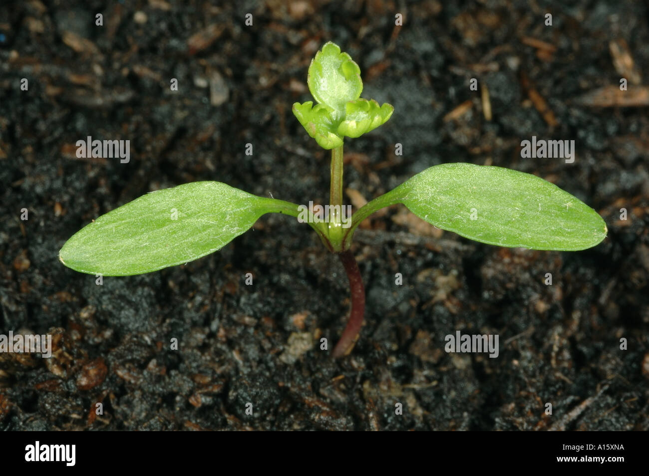 Fool s parsley Aethusa cynapium seedling with first true leaf forming Stock Photo