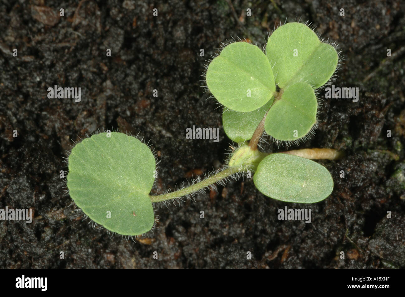 White clover Trifolium repens seedling with first true leaf and first