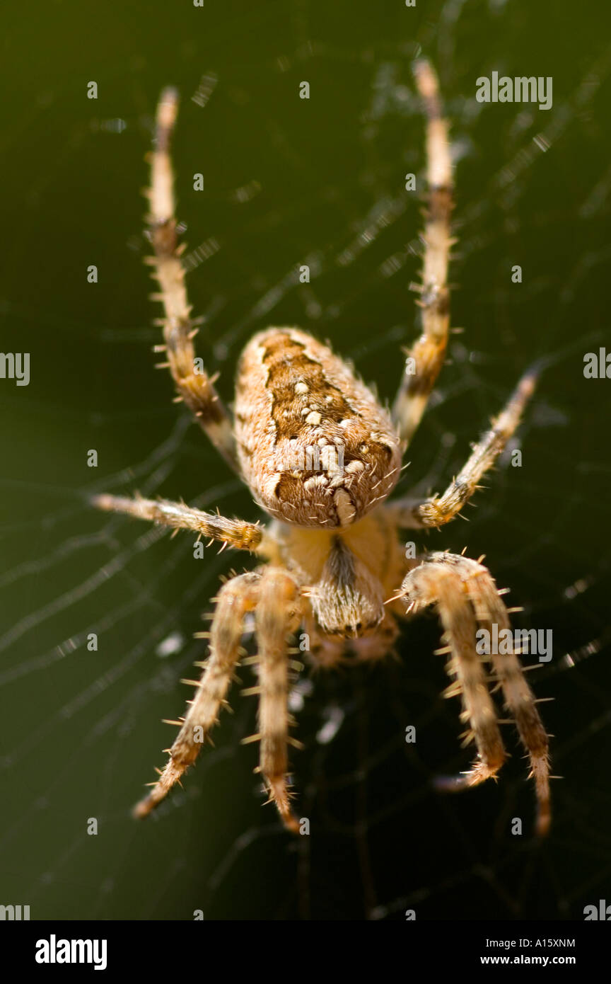 Vertical macro image of a large common garden spider "araneus ...