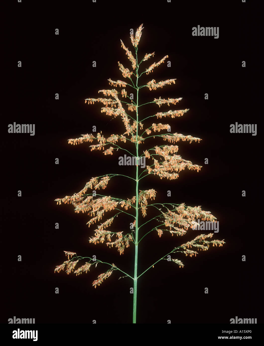 Johnson grass Sorghum halepense flower spike Stock Photo