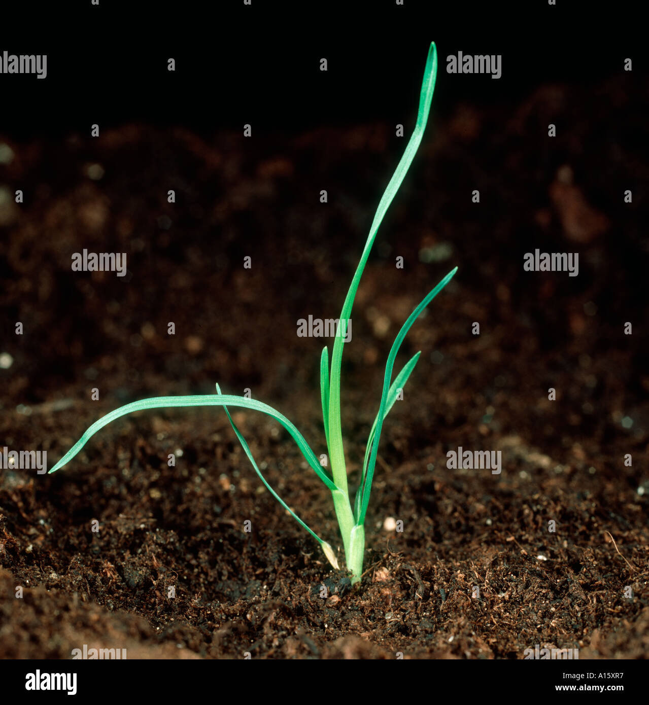 Annual meadow grass Poa annua seedling plant Stock Photo