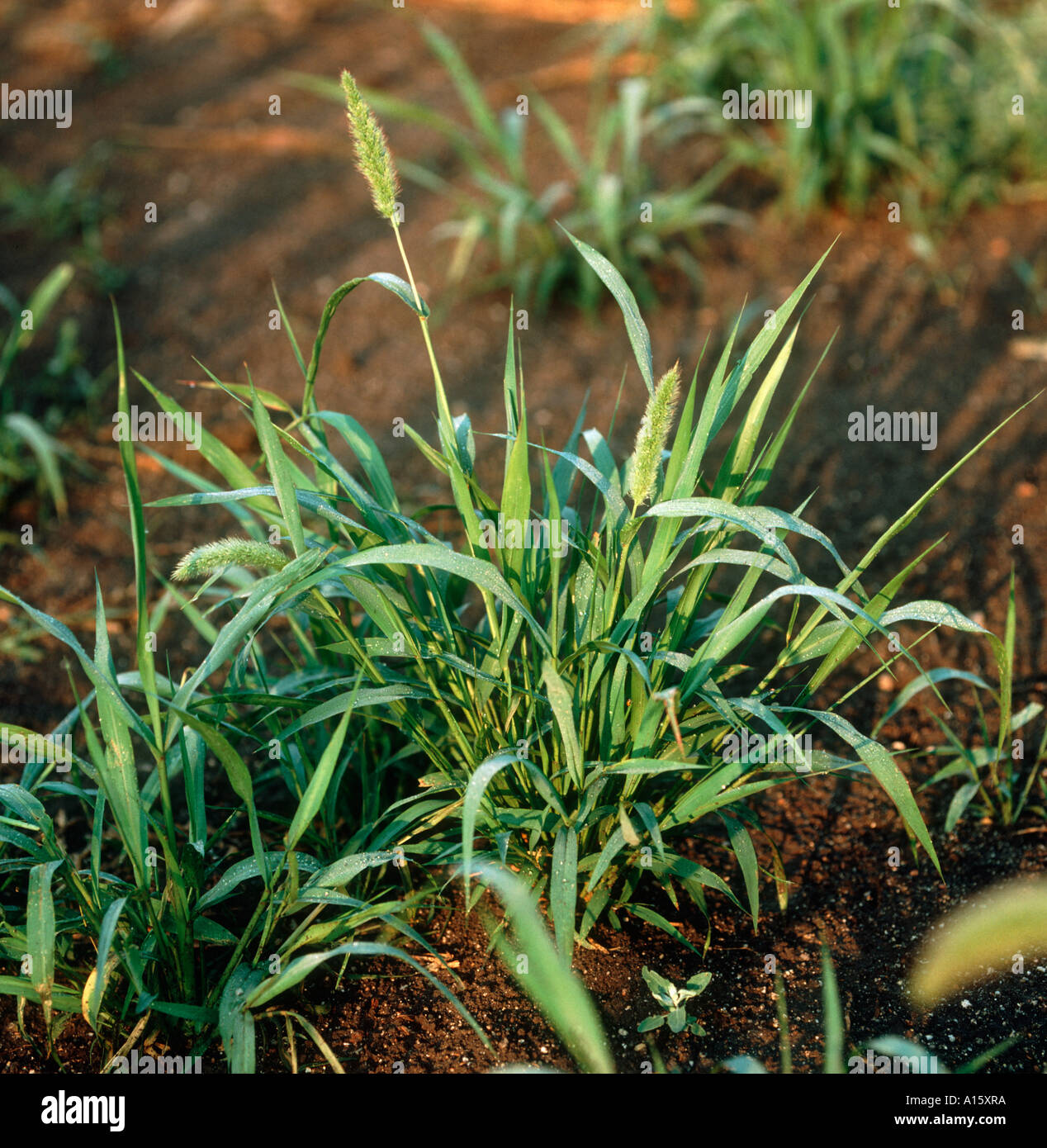 Green foxtail Setaria viridis flowering grass France Stock Photo