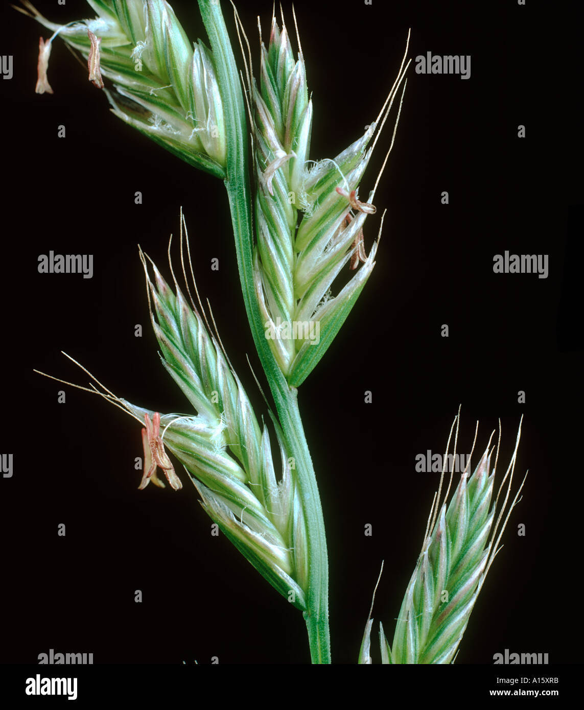 Close up on perennial ryegrass Lolium perenne flower spike to show florets Stock Photo