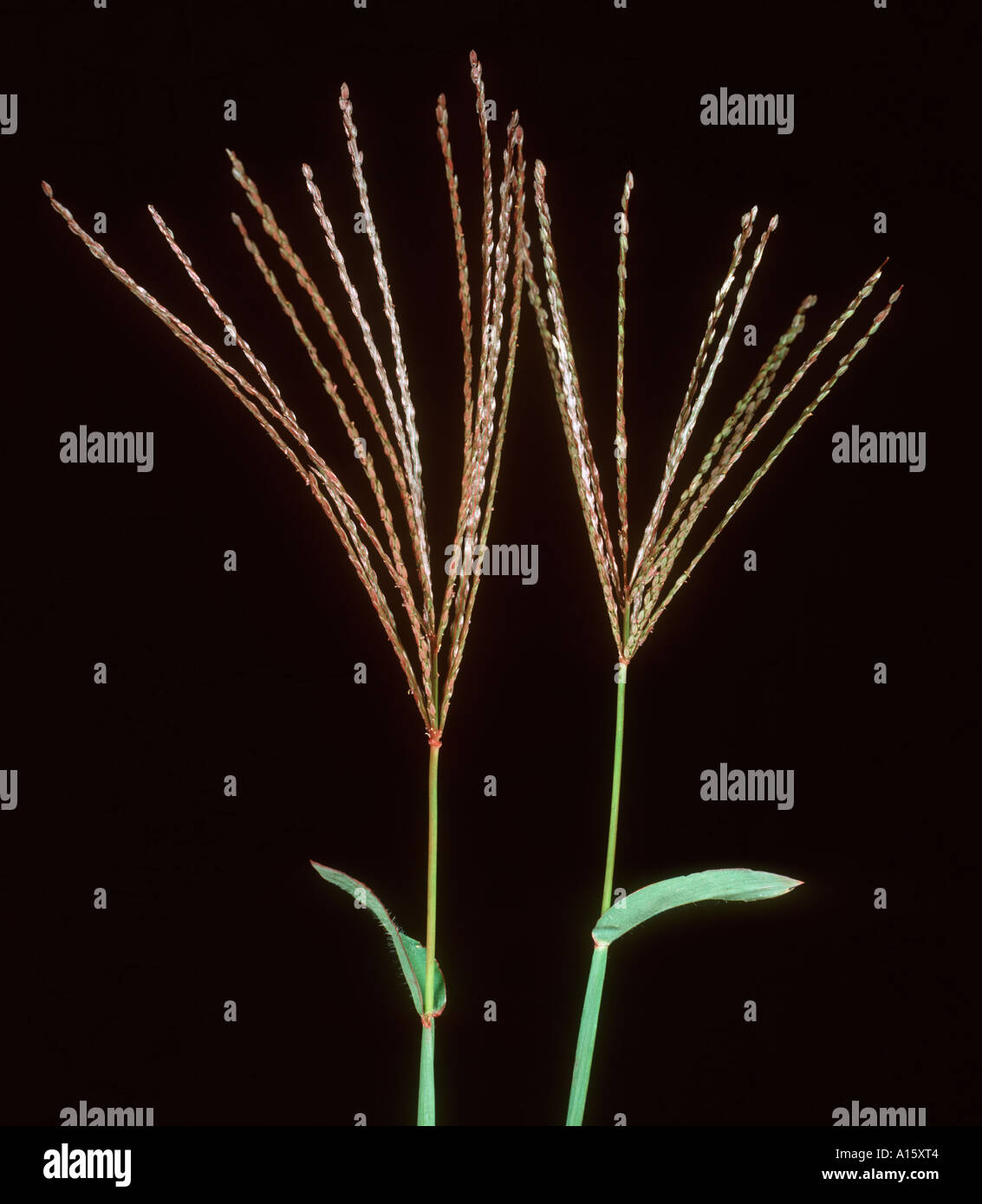 Large Crabgrass (Digitaria sanguinalis) flower spikes Stock Photo