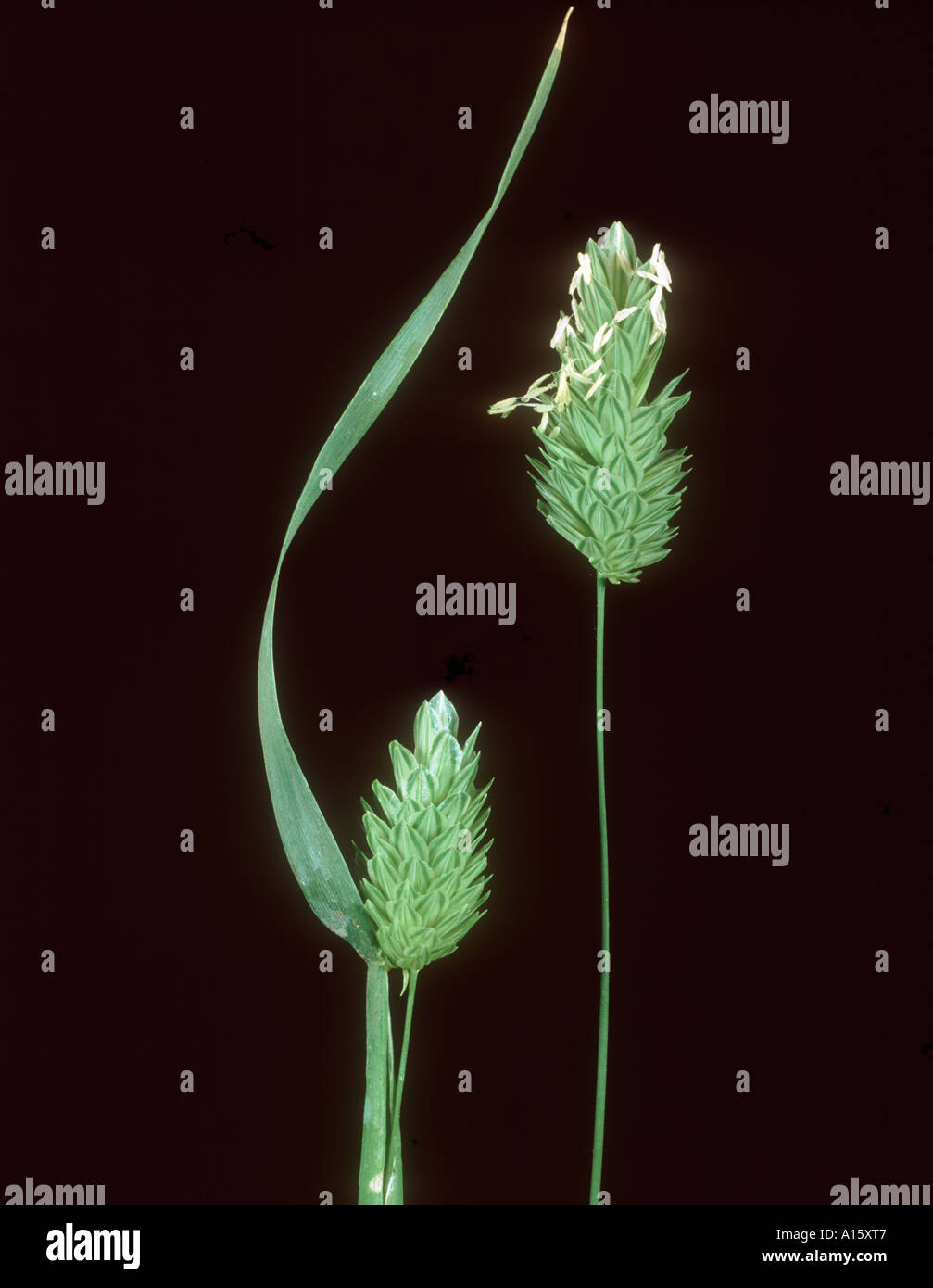 Short leaved canary grass Phalaris brachystachys flower spikes Stock Photo