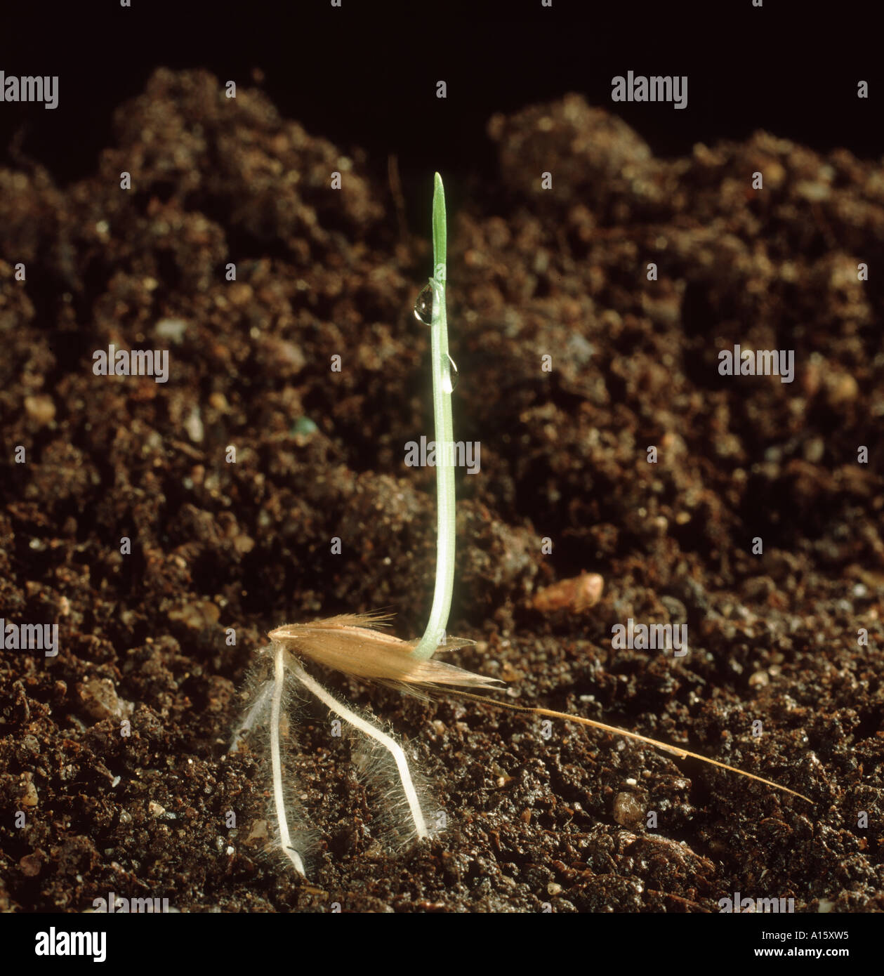 Wild Oat Avena fatua seedling penetrating the soil with its roots Stock Photo
