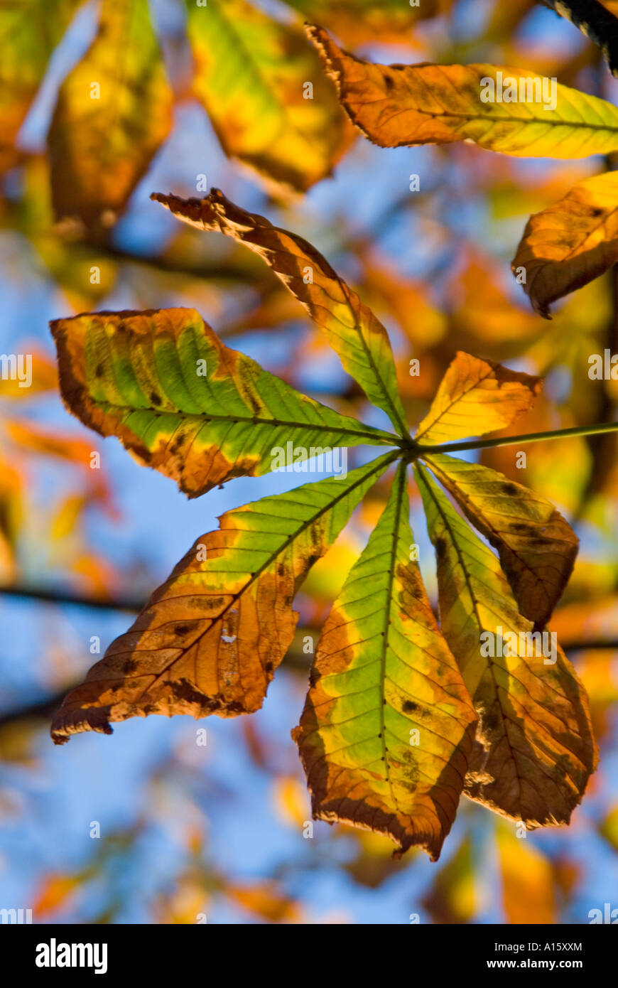 Vertical close up of a healthy horse chestnut tree "Aesculus