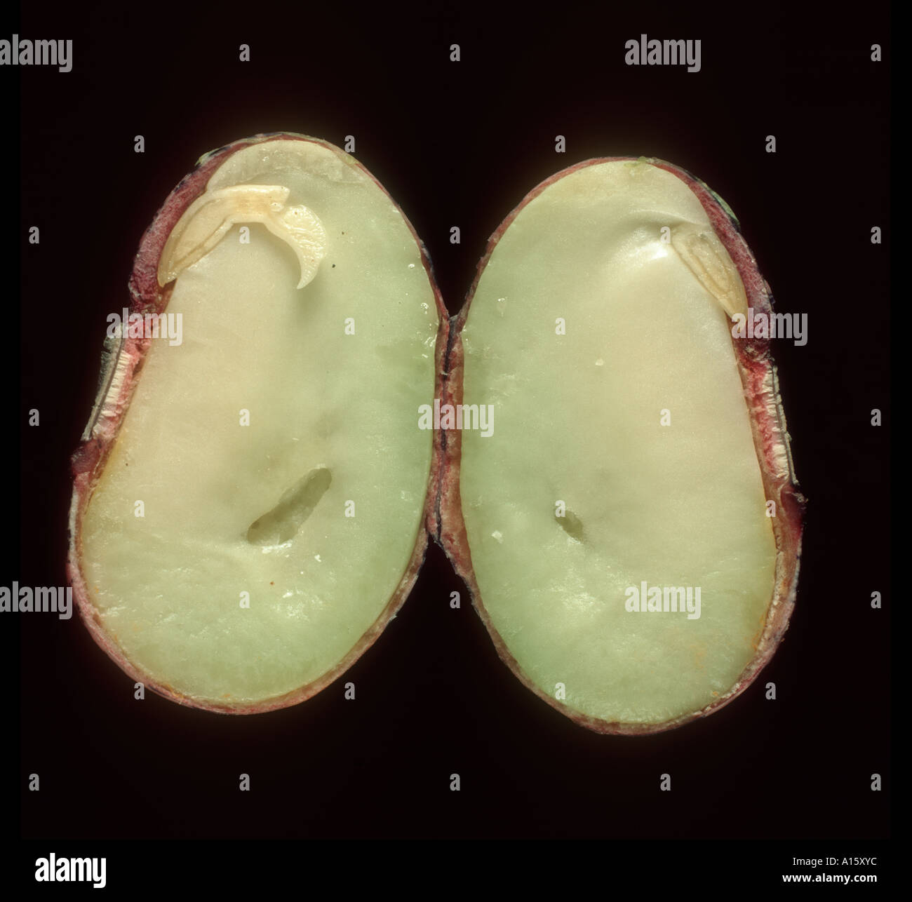 Seed embryo hires stock photography and images Alamy