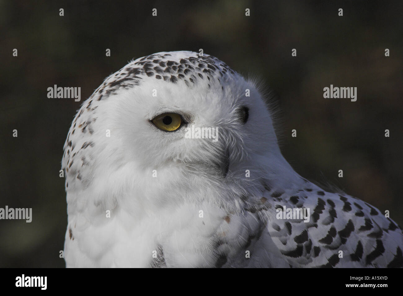 Snowy owl, Nyctea scandiaca Stock Photo - Alamy