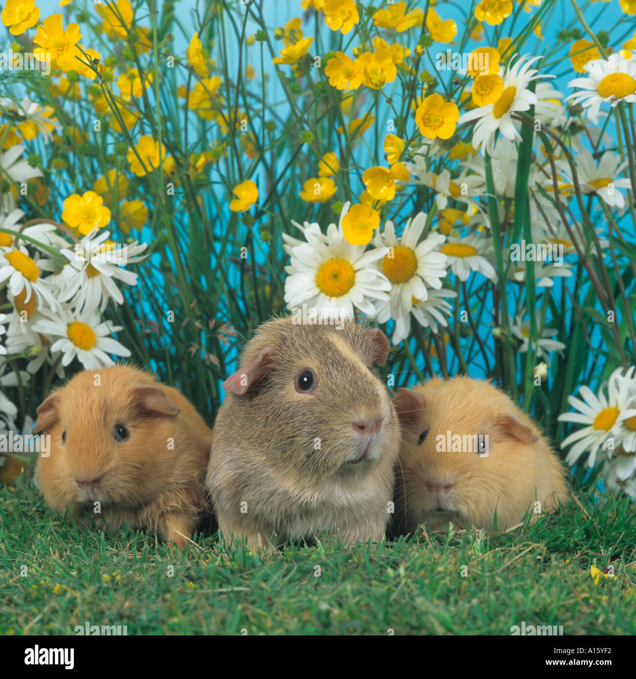Picture of Pet Guinea Pig family in flower setting Stock Photo - Alamy