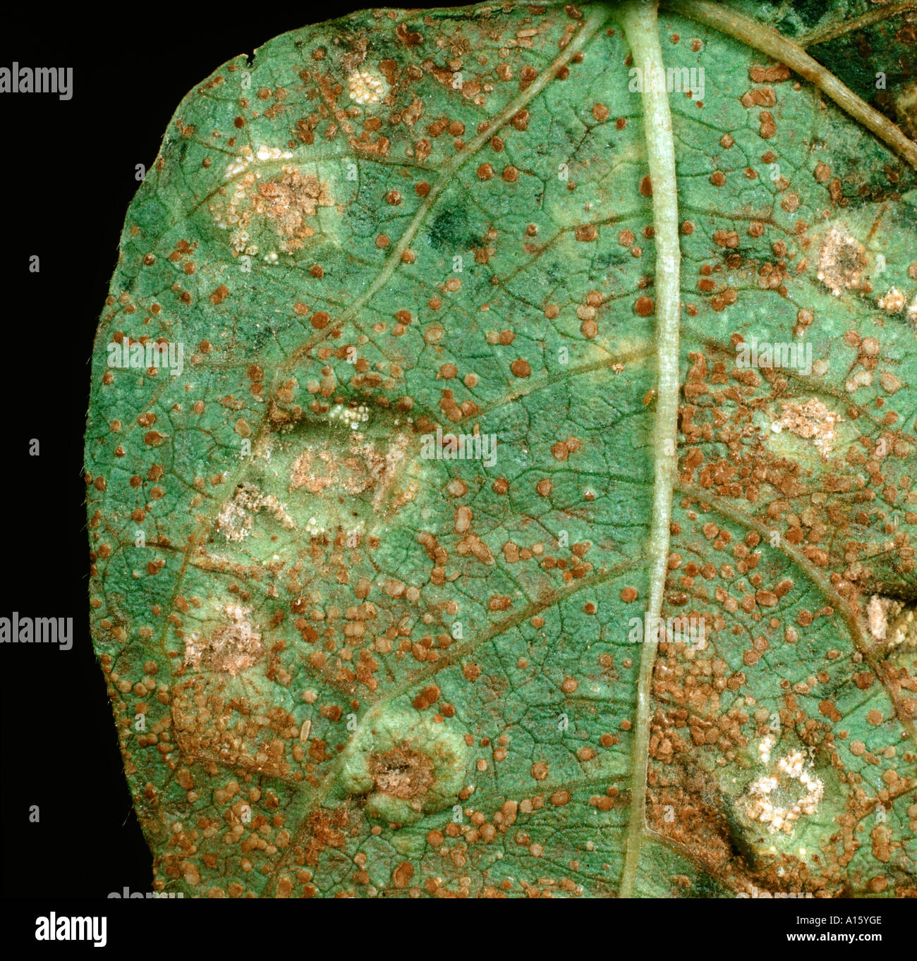 Bean rust Uromyces appendiculatus uredospore white aecia pustules Stock Photo