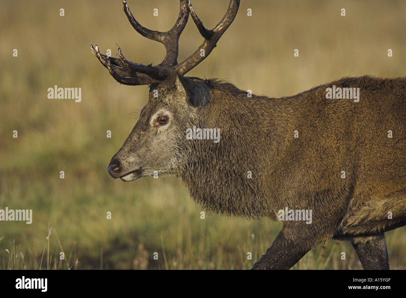 Red deer, Cervus elaphus, rutting stag walking. Stock Photo