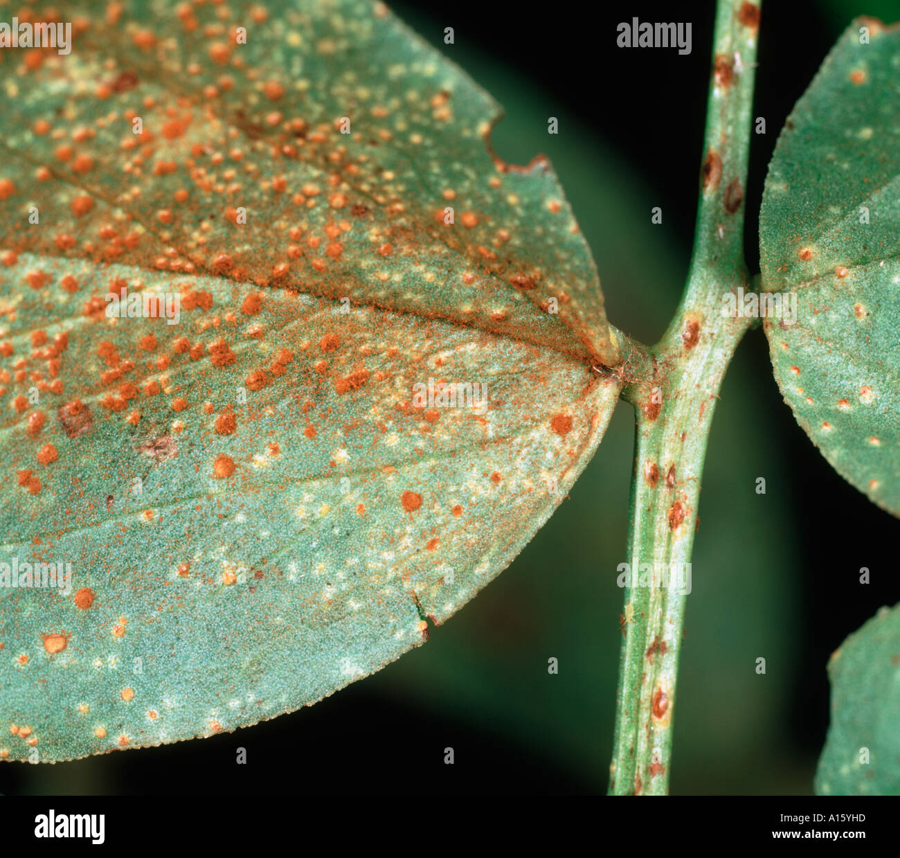 Late infection and open pustules of broad bean rust Uromyces fabaehalo Stock Photo